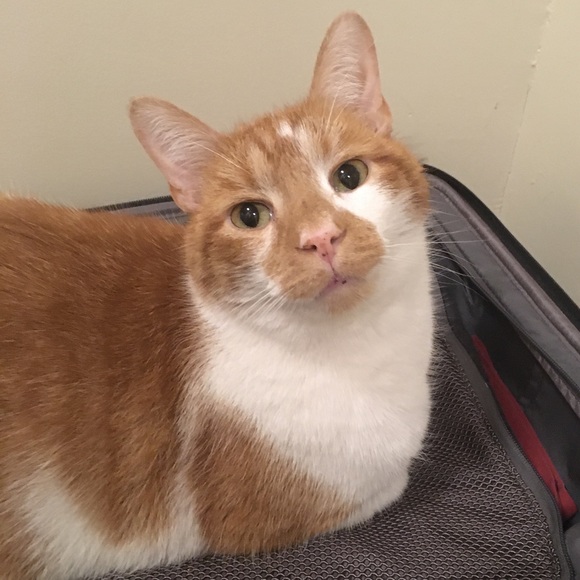 Meet your Posher, Lena - Picture 2 of 3